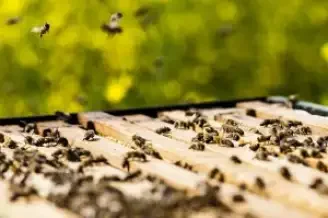 Disparitia albinelor are consecinte grave 