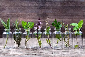 Fitoterapia – tratamentul cu plante